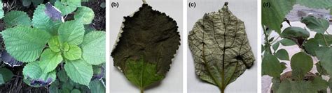 Symptoms of ramie black leaf spot caused by Alternaria alternata. (a ...