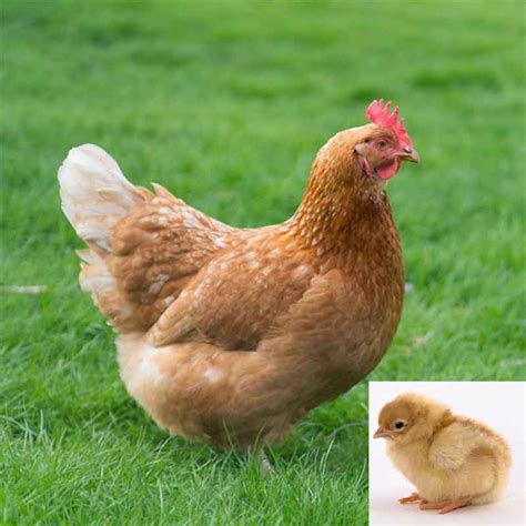 Golden Sexlink Chickens