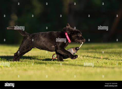 A Black Lab puppy retrieving a training dummy Stock Photo - Alamy