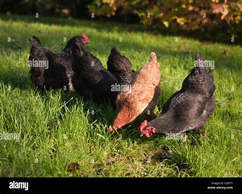 Australorp Chickens