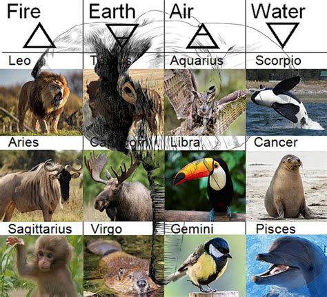 Zodiac Signs as Animals: Discover Your Spirit Animal