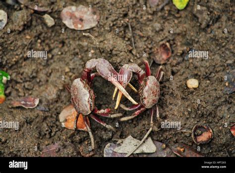 Fiddler Crabs Genus Uca Stock Photo Alamy