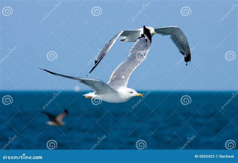 Seagulls Over Blue Ocean Stock Image Image Of Seagulls 6502423