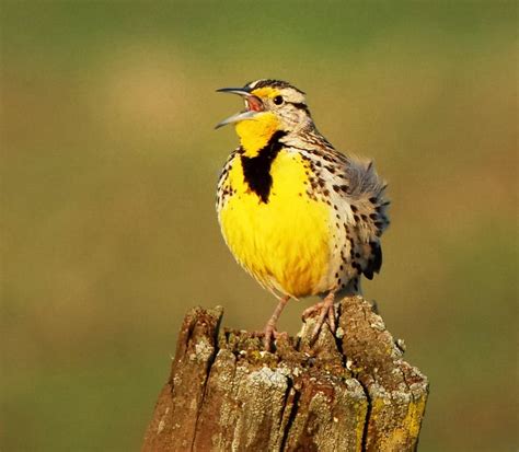 Western Meadowlark State Bird I Love Oregon Pinterest