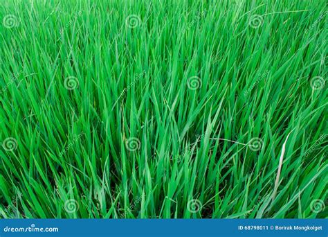 Fondo Del Paisaje De La Hierba Verde Del Campo Del Arroz Imagen De