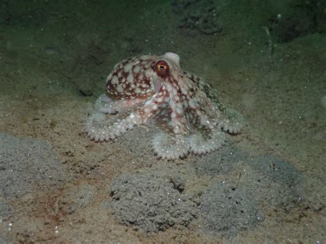 East Pacific Red Octopus