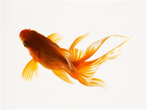 High Definition Photo And Wallpapers: fish pictures,fish photos ...