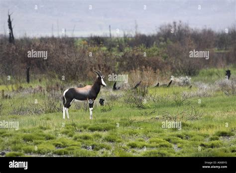 Bontebok Blesbok Damaliscus Dorcas Dorcas South Africa Stock Photo Alamy