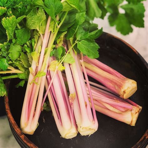 Pink Celery For 2019 By Baker Creek Heirloom Seed Company Heirloom