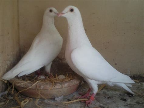 Birds Pigeons Pakistan White Racing Pigeon