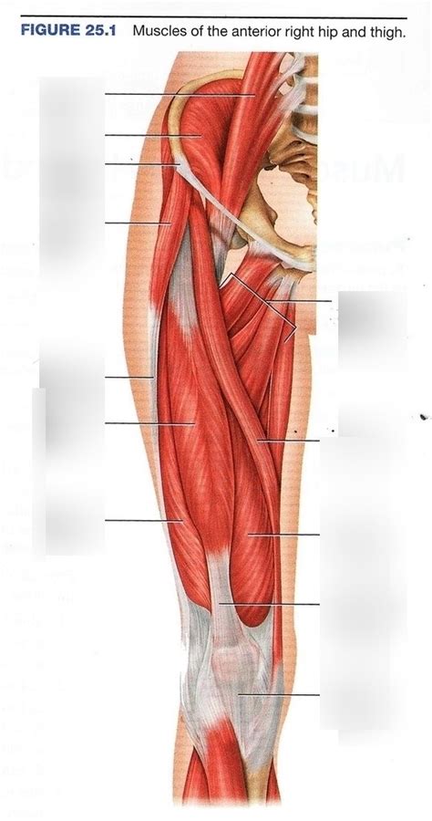 Muscles Of The Anterior Right Hip And Thigh Diagram Quizlet