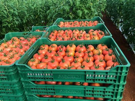 Horti Daily On Twitter In Europe Our Umami Tomato Can Compete