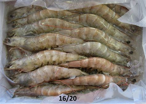 Vannamei Prawn 41 50 700g Per Pack Sold Per Pack — Horeca Suppliers