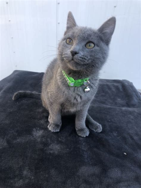 Injured Kitten Almost Has Leg Amputated Shocks Vet With Impossible
