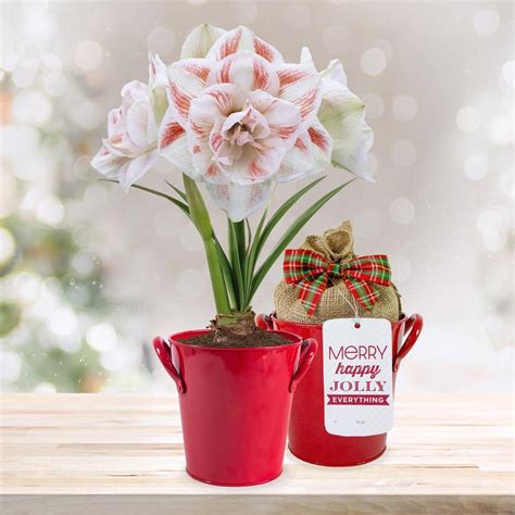 Garden State Bulb Cm Galaxy Nymph Double White Amaryllis Bulb Gift