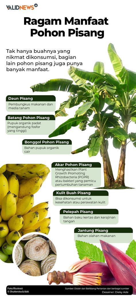 ragam manfaat pohon pisang