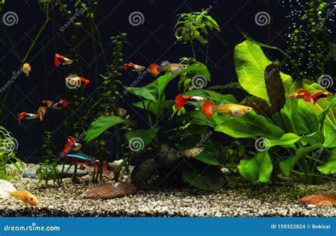 Freshwater Aquarium With Group Of Fancy Guppies Stock Photo Image Of