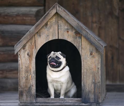 Are Cedar Dog Houses Bad For Dogs