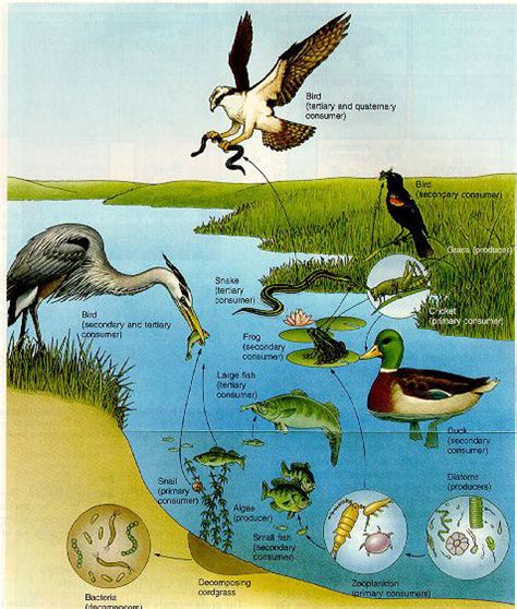 Typical Food Chain Of A Pond Ecosystem Food Chain Pond Ecosystem ...