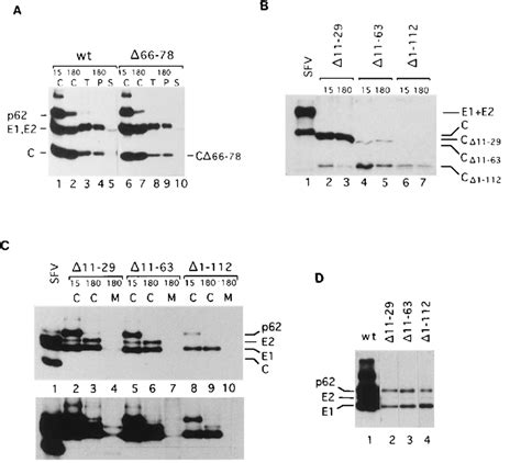 Viral Protein Synthesis In Cells Transfected With Capsid Deletion