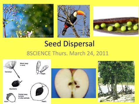 Seed Dispersal Ppt