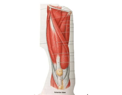 Anterior extensors of the knee Quiz