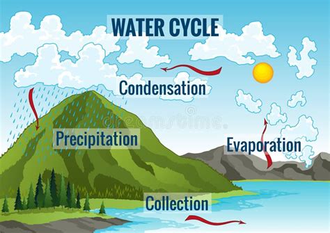 Water Cycle Diagram Earth Hydrologic Process Stock Vector