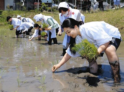 大阪天満宮にお供え、豊作祈る 伊賀の神饌田で「御田植祭」：中日新聞web