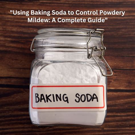 Using Baking Soda to Control Powdery Mildew: A Complete Guide - NOXAD.ORG