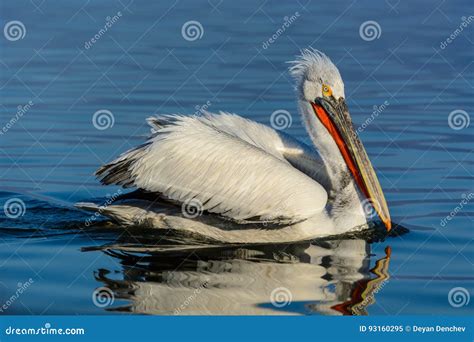 Dalmatian Pelican Pelecanus Crispus Stock Image Image Of Crispus