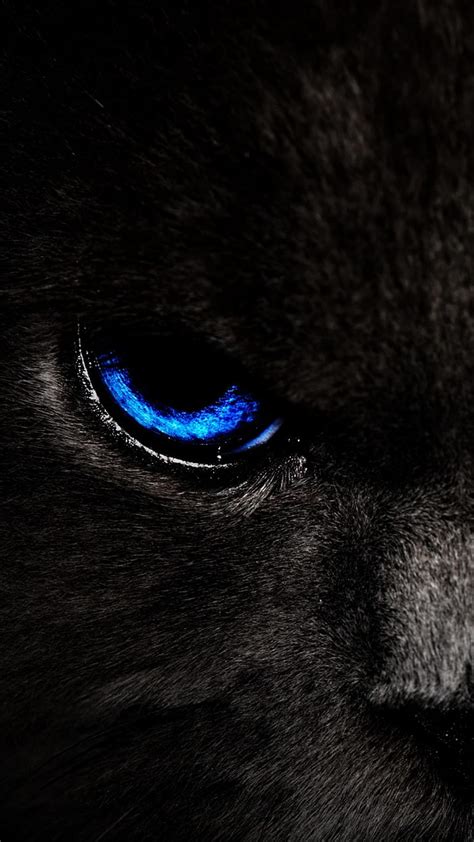 Cat Eyes, amoled, animals, blue, black, blue, cats, gato, HD phone ...