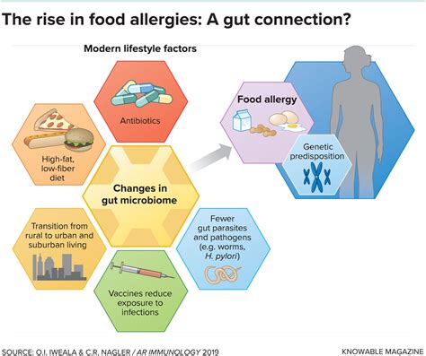 Gut Microbes And Food Allergies Allergy Explosion