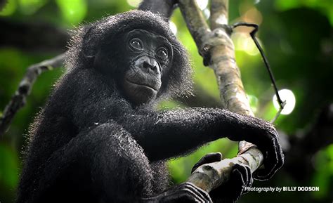 Strengthening bonobo conservation through satellite technology