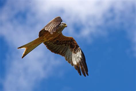 Rotmilan Red Kite Milvus Milvus Uwe125 Flickr