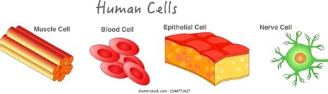 6 Thousand Animal Skin Cell Royalty Free Images Stock Photos
