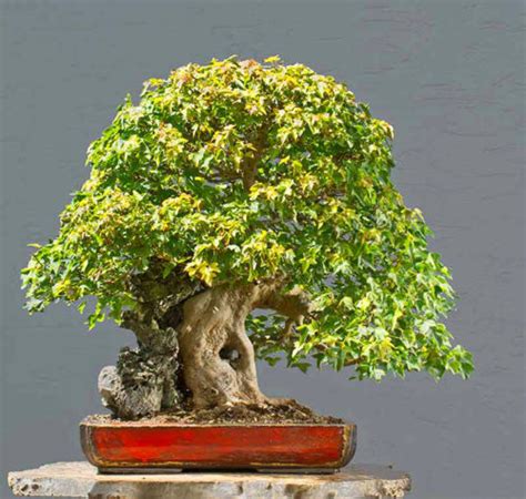 Red Bonsai Pots, a Shift in Taste | Bonsai Bark