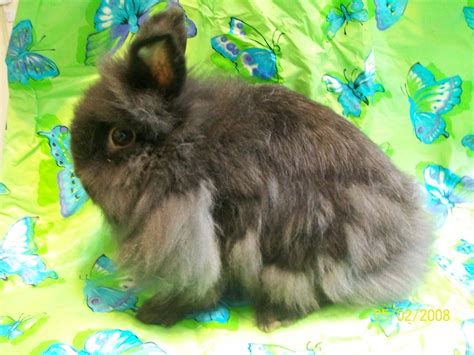 Rabbit Colors - Touch of Love Farm / WeeOne's Rabbitry