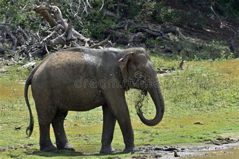 Elefant Som Besprutar Gyttja Med Stammen Bredvid Floden Arkivfoto