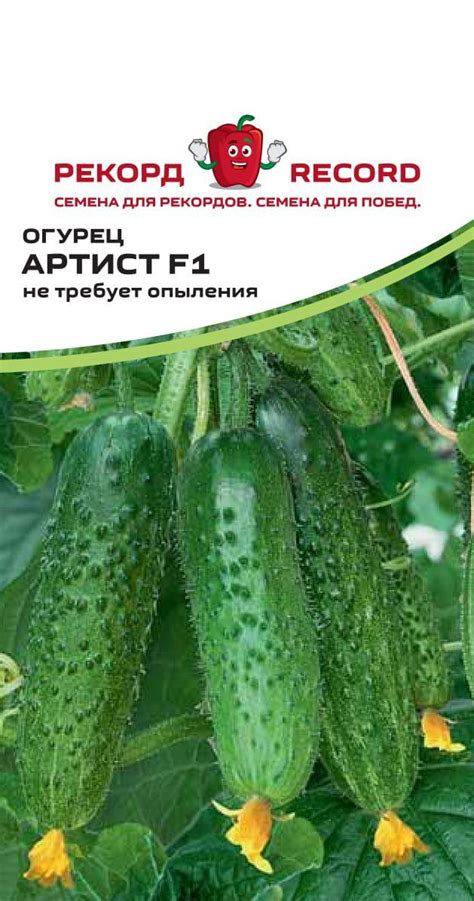 Огурцы артист f1: характеристика и описание сорта, фото, отзывы