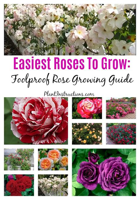 Easiest Roses To Grow Foolproof Rose Growing Guide Plant Instructions