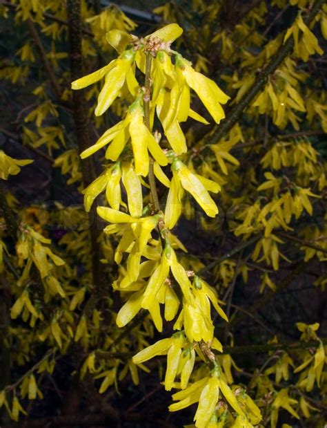 Bl Hender Zweig Der Baum Mit Gelben Bl Ten Stock Bild Colourbox