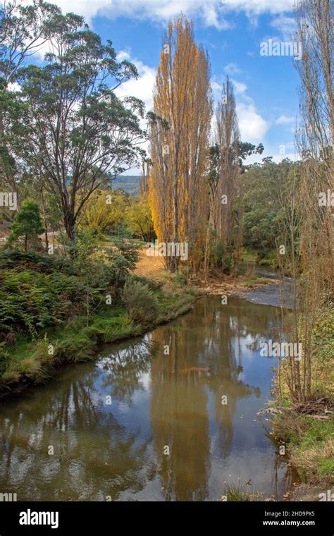 The Cobungra River at Anglers Rest Stock Photo - Alamy