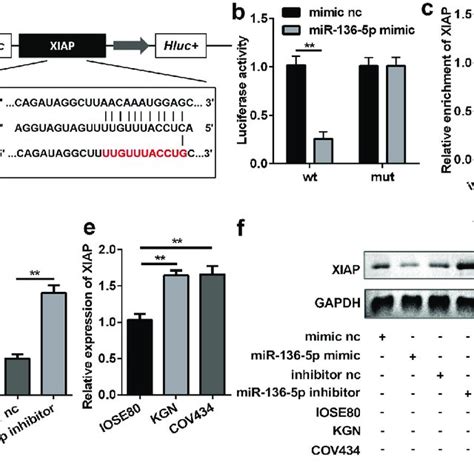 MiR 136 5p Directly Targeted Downstream XIAP A Direct Binding Sites