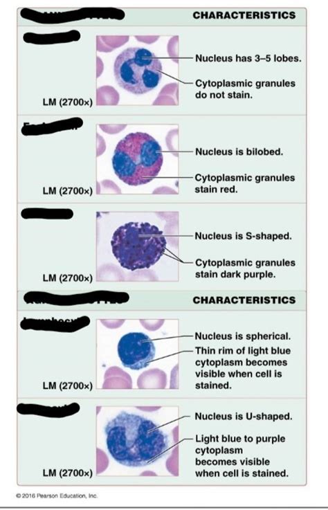 Classes Of Leukocytes Diagram | Quizlet