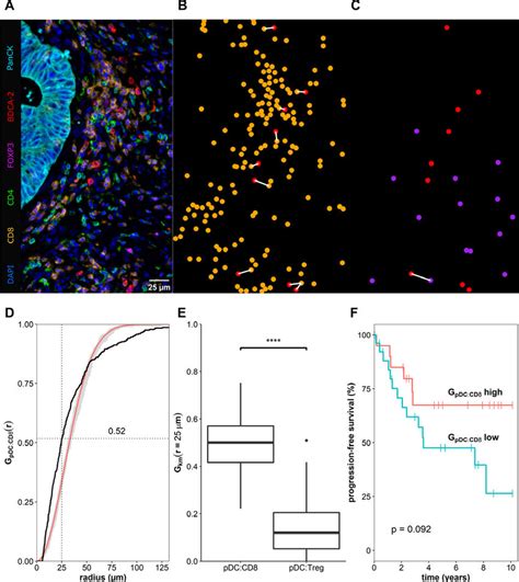 Plasmacytoid dendritic cells (pDCs) colocalize preferentially with CD8 ...