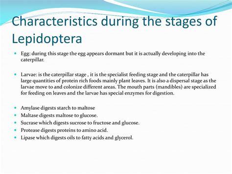 PPT - Lepidoptera PowerPoint Presentation, free download - ID:2065566