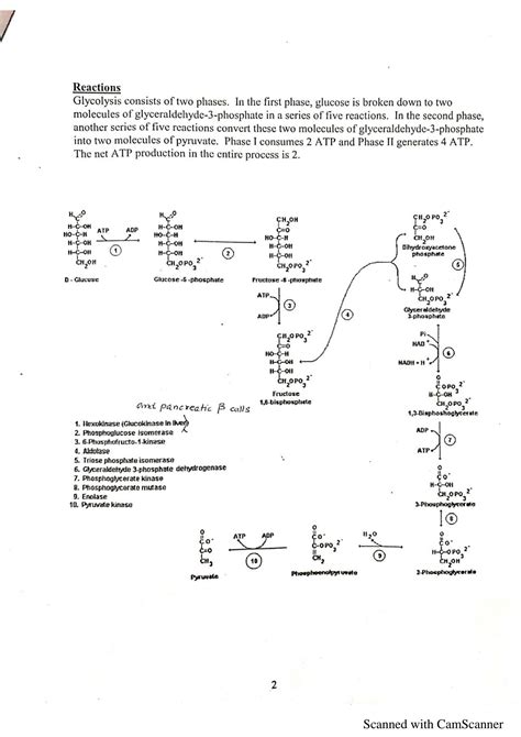 Solution Glycolysis Process Studypool