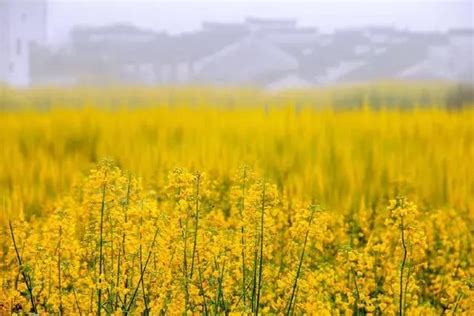 十首春日诗词：春风拂面，杏花吹满头 每日头条