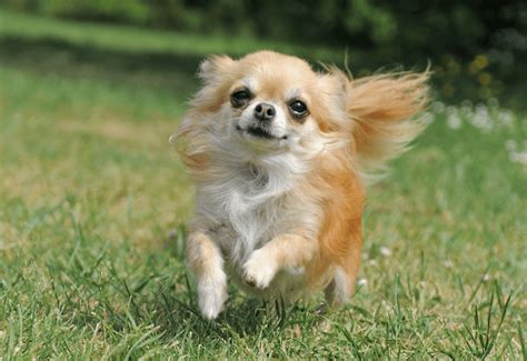 Long Haired Chihuahua Toy Poodle Mix | Wow Blog