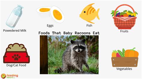 What Do Baby Raccoons Eat? - Feeding Nature